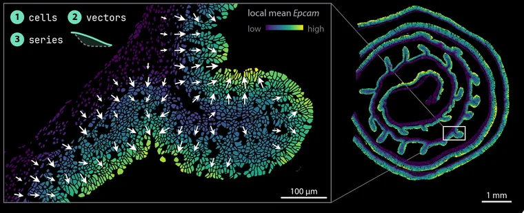 Vector Field run on a Xenium 5K mouse colon section: cells coloured by the local mean of Epcam, white arrows along its gradient, and the whole section with the enlarged field boxed.