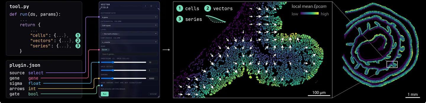Anatomy of the Vector Field tool. Left, tool.py: run(ds, params) returns cells, vectors and series. Below it, five parameters of plugin.json with their types (select, gene, float, int, bool), each joined to the control the viewer generated for it in the tool’s form. Right, the result drawn on a Xenium 5K mouse colon section: cells coloured by the local mean of Epcam, white arrows along its gradient, the series as a small line, and the whole section with the enlarged field boxed.